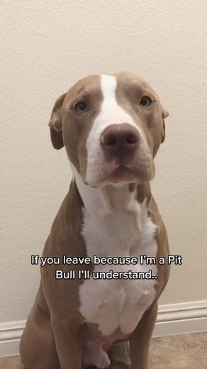 146K views · 10K reactions | Are you my fren? #pitbull #doglove #fyp | beautiful dogs lover | Facebook