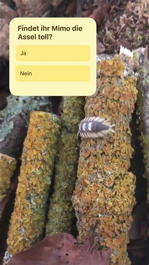 Assel #terrarium #assel #nature