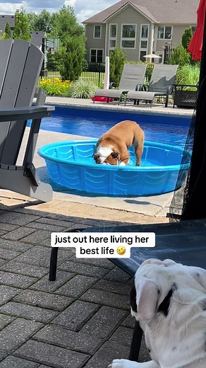 you do you lucy 🤣❤️ #fyp #foryou #dog #dogsoftiktok #bulldog #englishbulldog #puppy #puppiesoftiktok