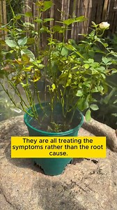 71K views · 219 reactions | What to do when a tree is infected with pests? #gardening #garden #gardeningtips #gardenlife #gardeninspiration #gardenideas #gardenlove #gardendesign #gardenersofinstagram #gardenersworld #garden_styles #gardenphotography #gardenlovers #gardenerslife #gardenart #gardenbeauty #gardensofinstagram #gardenplants #gardenviews #gardenersparadise #gardenista #gardeningcommunity #gardenloversclub #gardenaddict #gardeners #gardenerslife | Gardening Ideas | Facebook