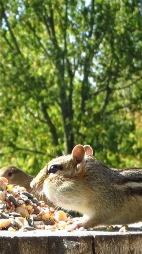 Chipmunk ignores the sparrows at breakfast