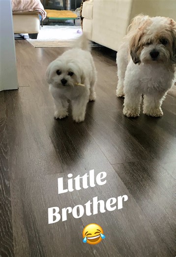 #shichon #maltese #teddybear #bichon #shihtzu | bear