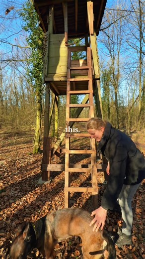 Understanding Malinois: Training Your Belgian Shepherd