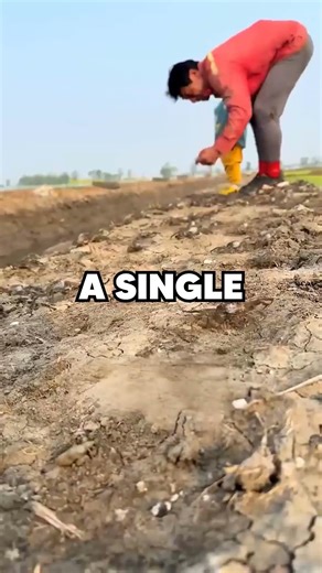 Farmers Pay Millions for These “Bugs”… Here’s Why 🤯