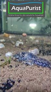 🎨🦞 THIS REALLY affects the color of our dwarf crayfish