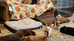 Our Old Friends were having a joyful howling session. Of course, as soon as they noticed the camera was on, they stopped. | Old Friends Senior Dog Sanctuary