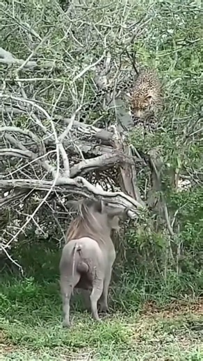 Wildlife: Warthog 🐗 teasing Leopard 🐆: Warthog want problem always 😂😂 #wildlife #animals #funny