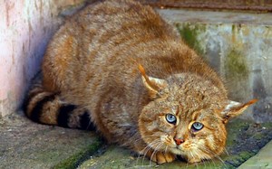 【易危VU】高山隐士——荒漠猫