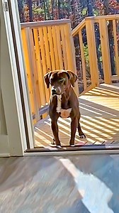 12M views · 208K reactions | This pup was looking for a loving family… and she wouldn’t leave this couple’s porch until they chose her back  | The Dodo | Facebook