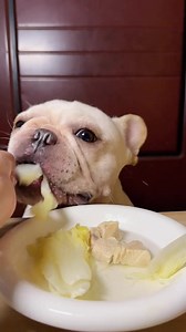8.1K views · 117 reactions | DOG ASMR EATING SHOW ~ PETS ASMR EATING SHOW ［LONG］ CR 小红书视频：@张美丽 #asmr #asmreatingshow #asmrspunds #pets #animals #dog | Mukbang Eating Show | Facebook