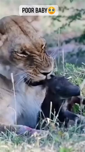 ‏#أسد يبلع #خنزير