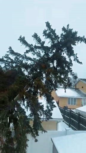 Winter storms can bring unexpected damage. After a recent snowstorm, a fallen tree damaged this vinyl fence. Our team safely removed the tree and cleared the area, restoring safety and peace of mind.🌲 #KDTreeService #WinterTreeCare #StormDamageCleanup #SnowStorm #EmergencyTreeService #TreeRemoval #FallenTree #ProfessionalTreeCare #SafeTreeWork | KD Tree Service Albany NY