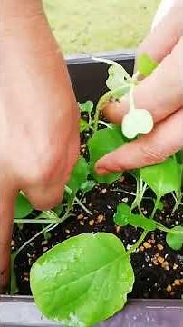 [Komatsuna cultivation] Simple tips for thinning [Direct from an organic farmer! Pesticide-free h...