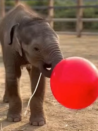 Elephant vs Balloon – Unexpected Surprise 😂🐘 This elephant thought the balloon was a new friend… then POP! 😆 The reaction is priceless and totally harmless fun! #FunnyAnimals #ElephantMoments #AnimalLogicFails #WildlifeComedy #CuteReactions #ViralShorts #NatureIsFunny #FamilyFriendly #tiktokwildlifeday #YouTubeShorts #viral #lion