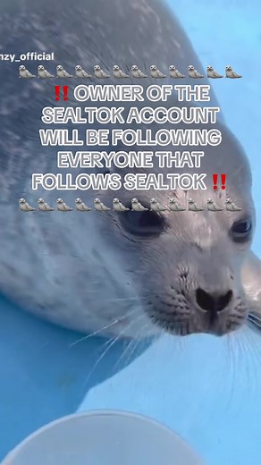 We are telling the truth! 🦭 #seals #sealtok #viral #fypシ #fyp