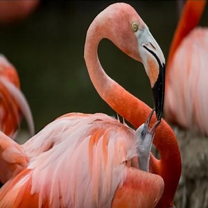 2.8K views · 92 reactions | American flamingo birds Feed the baby in the nest | Review Birds News | Facebook