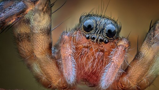 How Many Eyes Does A Spider Have?
