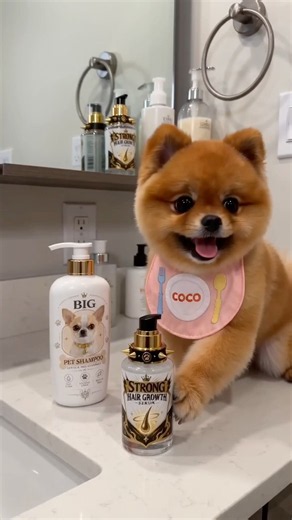 Coco’s hair growth serum prank😂😁😍 #funny #coco #cute #pets #aivideo