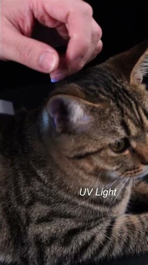 SGN8 EDC Flashlight – Only 4 Days Left on Kickstarter #mecarmy #flashlight #edc