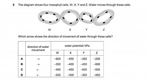 The diagram shows four mesophyll cells: W, X, Y, and Z. Water m... | Filo