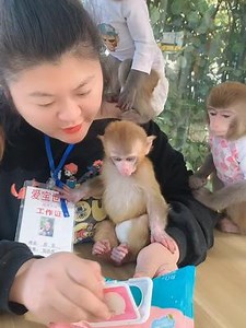 奶豆和小倩看着饲养员给来福擦手擦脚 小倩嫉妒了 打来福😅