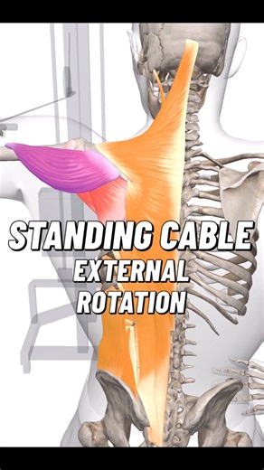 Bradley Blair Osteopath on Instagram: "The standing cable external rotation is often used to target the rotator cuff, particularly the infraspinatus and teres minor, although it’s never isolated to just those muscles. It also recruits the posterior deltoid and scapular stabilisers. People tend to use it to help with shoulder strength or rehab, but its usefulness depends entirely on how it’s done and whether it’s appropriate for the individual. The problem is, many people cheat by turning their t