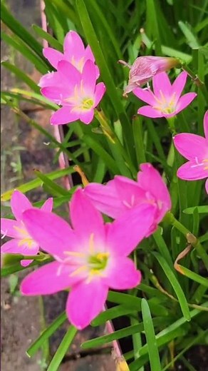 Beautiful Pink Rain Lily Blooming in Home Garden 🌿 #rainlilyflower #beautifulflowers