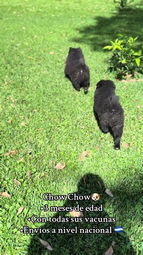 Chow Chow en adopción: ¡Chocho busca hogar!