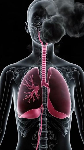 😷 The TERRIFYING Truth About Breathing City Air! 🏭💨 3D Lungs Animation