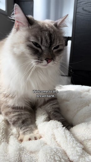 Welcome to the bread bank 🍞 #welcometothebreadbank #catloaf #kittens #kittensoftiktok #cats #catsoftiktok #kittenlovers #catlovers #cutecatskittens #catmoms #catmomlife #lifewithcats #kittentoks #cattoks #funnycatvideos #catmemes #grumpycats #brownkitten #browncat #chocolatecat #siberiancat #ragdollkitten
