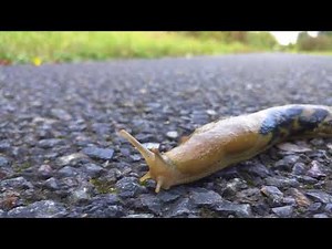 Pacific banana slug crawling 2/2