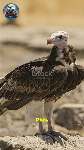 The Gross Truth About Bald Vultures!
