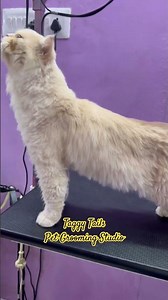 Persian Cat Grooming Haircut @ Taggy Tails.