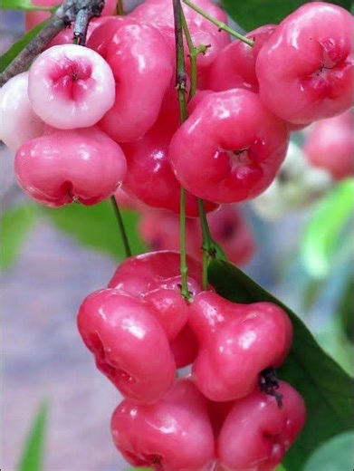 Mysterious about ROSE APPLE