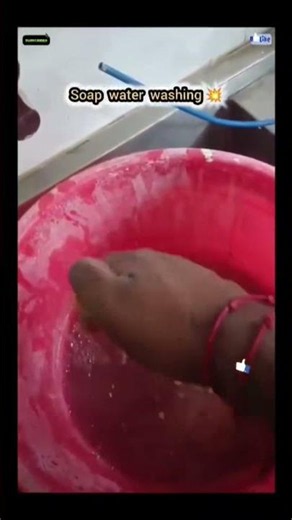 Kitchen Exhaust Fan deep strains Cleaning ✨|| Soap Water washing 💥 #Kitchen #exhaust_Fan_cleaning