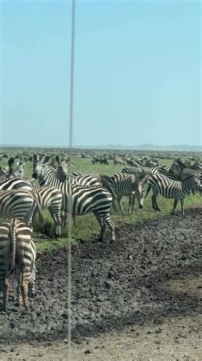 Exploring the Great Migration of Zebras in Serengeti National Park