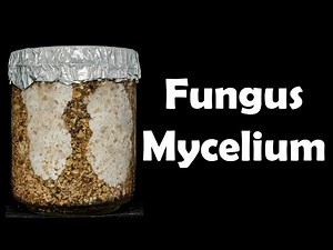 Fungus Mycelium growth - Time lapse [4K]