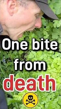 The deadliest plant in Britain - how to identify Hemlock Water Dropwort!