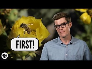 Which Came First - Flowers or Bees?
