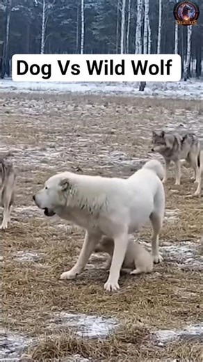 Wolves surrounded an Alabai dog with a puppy, but the dogs fought back #shortvideo #viral #dog #wolf