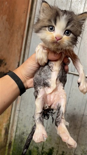 Changes in the sound of small to adult kittens #catvideos #kitten #funny #cute #cats #kucinglucu