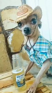 3M views · 63K reactions | We're loosing our minds over the tiny...