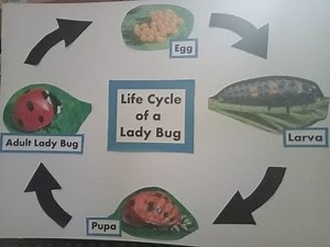 The Life cycle of a Lady Bug