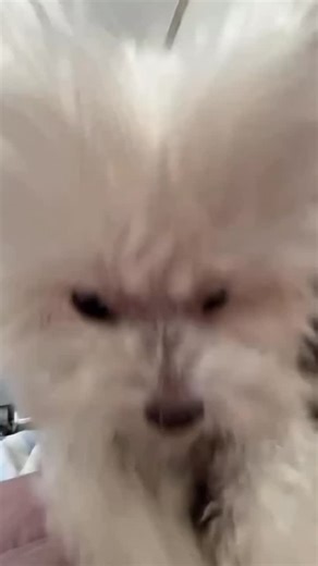 weekendetti lunghetti | Musetti Animaletti