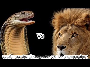 Who is the real King - King Cobra Vs Lion || Lion Vs King Cobra.