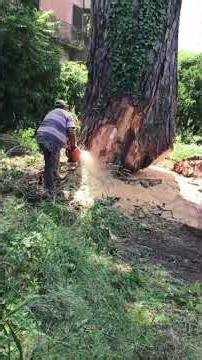 A steady stance, a precise cut—skill guides the tree safely to the ground #wood #asmr #shorts