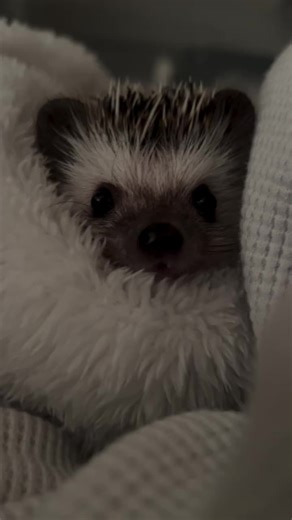 Adorable Baby Hedgehog Moments Captured