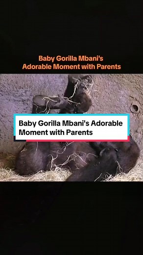 Adorable Moments of Baby Gorilla Mbani at Dallas Zoo