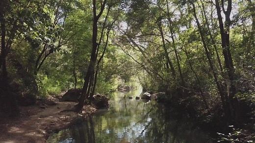 Forest stream in the sunlight - Free Stock Video