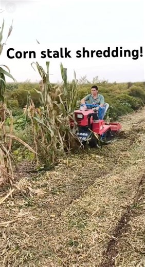 corn stalk shredding #farming #agriculture #machine#shredded